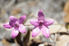 Elythranthera emarginata