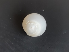 Polinices lacteus