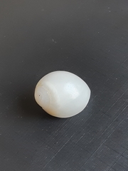 Polinices lacteus