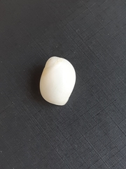 Polinices lacteus