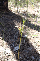 Cryptostylis ovata