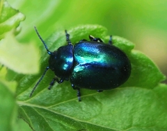 Chrysolina coerulans