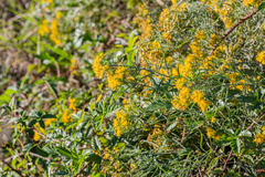 Euthamia gymnospermoides