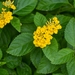 New Gold Lantana - Photo (c) Dailun Shi, some rights reserved (CC BY-NC)