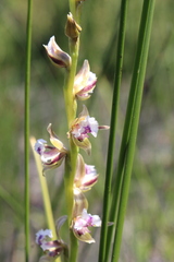Prasophyllum fimbria