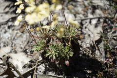 Stylidium spathulatum