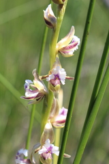 Prasophyllum fimbria