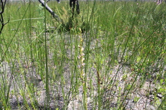 Prasophyllum fimbria