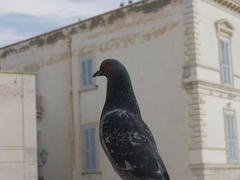 Columba livia domestica