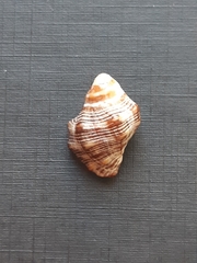 Stramonita
