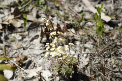 Stylidium spathulatum