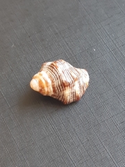 Stramonita