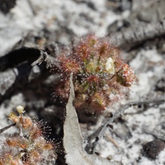 Drosera roseana