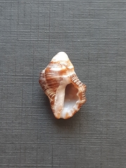 Stramonita