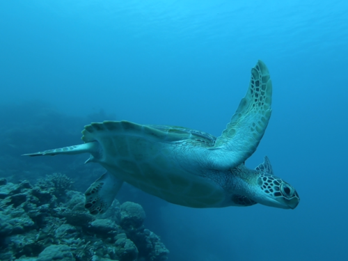 Green Sea Turtle