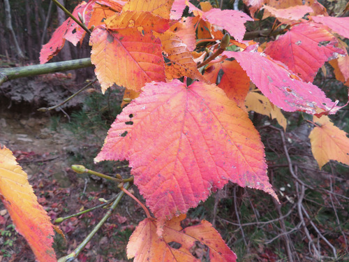Image of Acer rufinerve by (c) Marco Mussita, some rights reserved (CC BY)