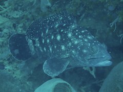 Epinephelus coeruleopunctatus