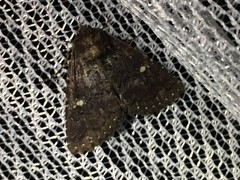 Hypersypnoides submarginata