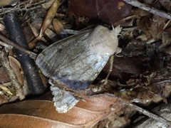 Orthosia incerta
