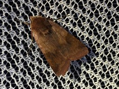 Diarsia pacifica