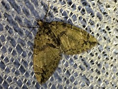 Hydriomena impluviata