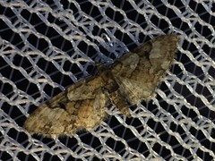 Eupithecia daemionata