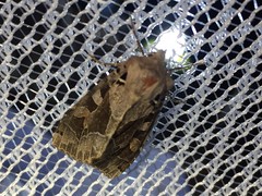 Clavipalpula aurariae