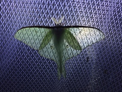 Actias aliena aliena