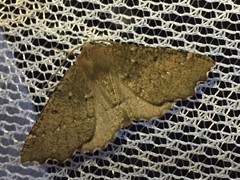 Odontopera bidentata