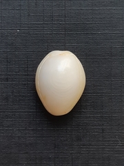 Naria acicularis