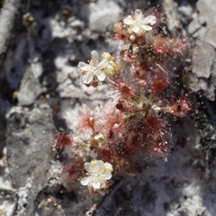 Drosera roseana