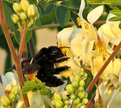Xylocopa