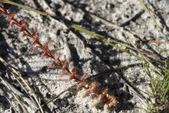 Drosera platypoda
