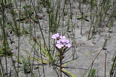 Isotoma hypocrateriformis