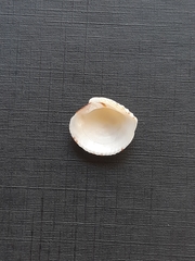 Chione cancellata