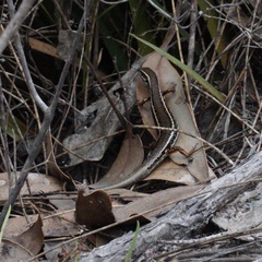 Ctenotus labillardieri