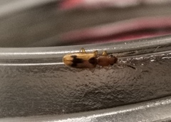 Cryptamorpha desjardinsi