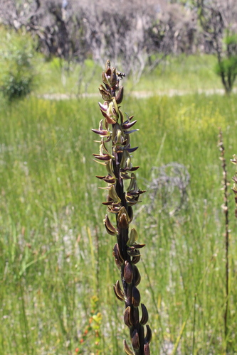 Image of Prasophyllum regium by (c) Em Lamond, some rights reserved (CC BY)