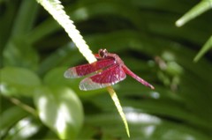Neurothemis ramburii