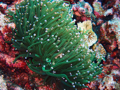 Euphyllia glabrescens