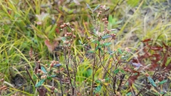 Crocanthemum canadense