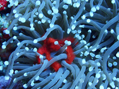 Achaeus japonicus