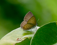 Anthene emolus goberus