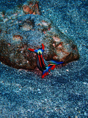 Nembrotha