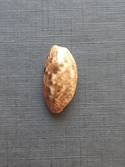 Bulla occidentalis