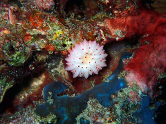 Heliofungia fralinae