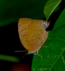 Arhopala centaurus nakula