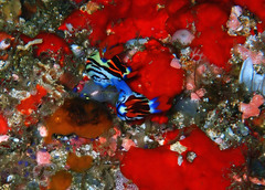 Nembrotha