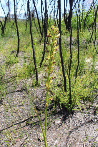 Image of Prasophyllum regium by (c) Em Lamond, some rights reserved (CC BY)