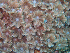 Clavularia